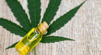 CBD Oil For Dogs: What You Need To Know